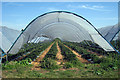 Polytunnelled Strawberry Field