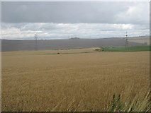 NT3868 : Crop, ripe for harvesting at Hadfast by James Denham