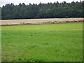 Grass field near Horningsham