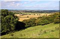 Looking across woodland to the northeast of the Burton Dassett Hills