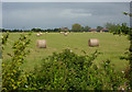 Field with bales