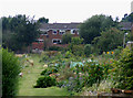 Dellfield Allotments, Berkhamsted