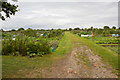 Allotment Gardens