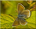 Common Blue (female)