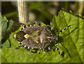 Sloe Bug  (Dolycoris baccarum)