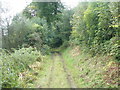 H1632 : Forest Track near Finlane by Gareth Buchanan