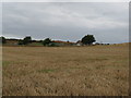 View across stubble field to Sewage works near Haslingbourne