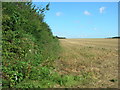 Hedgerow and Field, Watton Grange