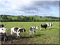 Cattle, Cavan