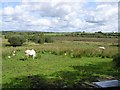 Shannaragh Townland