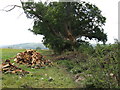 Log pile following a broken bough on large Oak