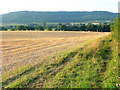 Harvested barley near Ross-on-Wye 1