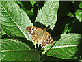 Speckled Wood Butterfly (Pararge aegeria)