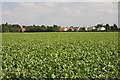 Sugar beet crop at Cockfield