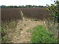 Footpath junction on the North Downs Way