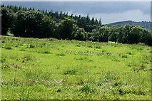 T2689 : Conifer plantation at Upper Ballinameesda by Simon Mortimer