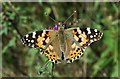 SH8110 : Painted Lady butterfly by Philip Halling
