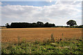 Stubble field and woodland near Smallwood Green