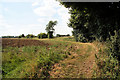 Footpath to Bradfield Woods