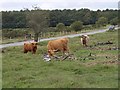 Highland Cattle, Crownhill Down