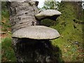 SX5559 : Bracket fungi, Lower Hooksburry Wood by Derek Harper