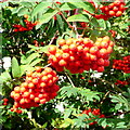 Rowan berries, Sorbus aucuparia