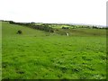 Curly Townland