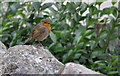 ST1177 : Robin -  National History  Museum, St Fagans by Mick Lobb