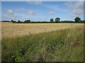 Barley field