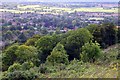 Woodland on the slopes of Whiteleaf Hill