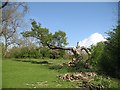 A battered oak, Croft