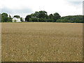 Crops Near Golder Field