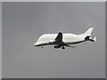 Beluga Near Chester Zoo