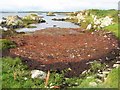 L9228 : Seaweed accumulation by Jonathan Wilkins