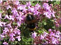 NY9070 : Chesters Walled Garden - bumblebee on thyme by Mike Quinn