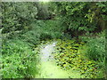 River Colne in Castle Hedingham