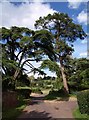 Trees, Kingston St Mary