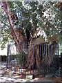 Ancient yew at All Saints