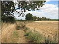 Stubble field beside path