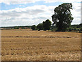 TG3201 : View across stubble field towards Mill Common by Evelyn Simak