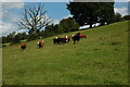 Cattle near Haiebrook Farm