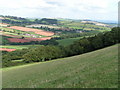 North side of Raddon Hill looking east