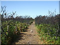 Suffolk Walks next to the Aldeburgh branch