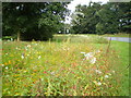 Wildflowers on Brockton roundabout