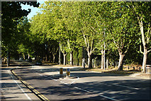 TM1544 : Tree-lined Yarmouth Road by Andrew Hill
