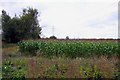 Field of maize by Steventon