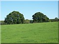 Grazing field, The Warren