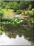 NN1784 : Canal-side pond by Callum Black