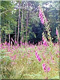 SP9712 : A Forest of Foxgloves at Ashridge by Chris Reynolds