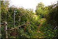 Footpath along Letcombe Brook